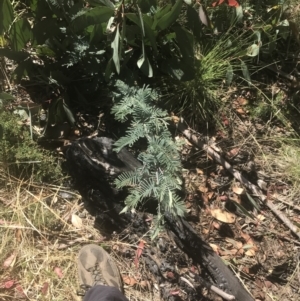 Acacia dealbata subsp. subalpina at Booth, ACT - 2 Jan 2022