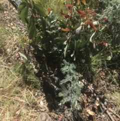 Acacia dealbata subsp. subalpina at Booth, ACT - 2 Jan 2022