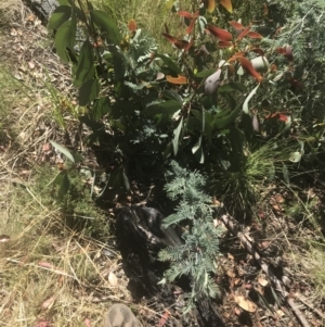 Acacia dealbata subsp. subalpina at Booth, ACT - 2 Jan 2022