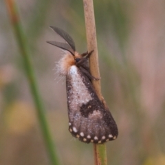 Epicoma contristis (Yellow-spotted Epicoma Moth) at Macarthur, ACT - 10 Jan 2022 by RAllen