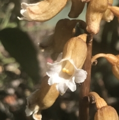 Gastrodia procera (Tall Potato Orchid) at Booth, ACT - 1 Jan 2022 by Tapirlord