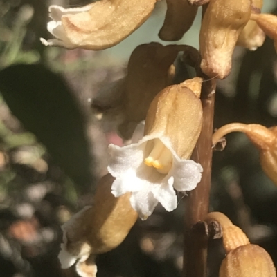 Gastrodia procera (Tall Potato Orchid) at Booth, ACT - 1 Jan 2022 by Tapirlord