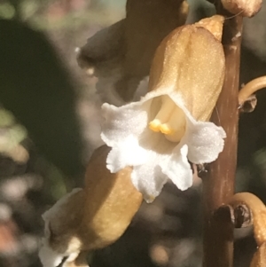 Gastrodia procera at Booth, ACT - suppressed