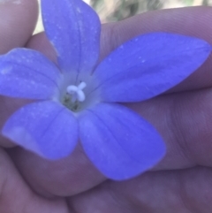 Wahlenbergia stricta subsp. stricta (Tall Bluebell) at Booth, ACT - 2 Jan 2022 by Tapirlord