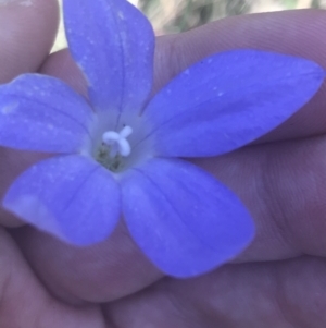 Wahlenbergia stricta subsp. stricta at Booth, ACT - 2 Jan 2022 09:58 AM