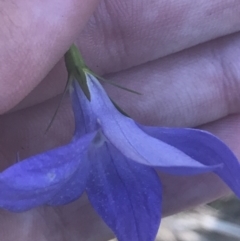 Wahlenbergia stricta subsp. stricta at Booth, ACT - 2 Jan 2022 09:58 AM