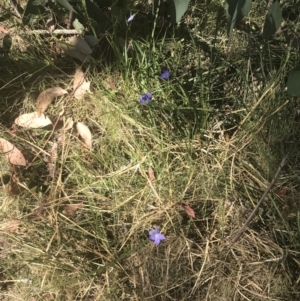 Wahlenbergia stricta subsp. stricta at Booth, ACT - 2 Jan 2022
