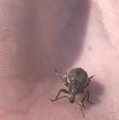 Perperus sp. (Unidentified Perperus weevil) at Booth, ACT - 1 Jan 2022 by Tapirlord