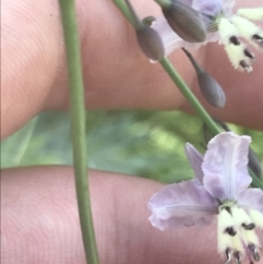 Arthropodium milleflorum (Vanilla Lily) at Booth, ACT - 2 Jan 2022 by Tapirlord