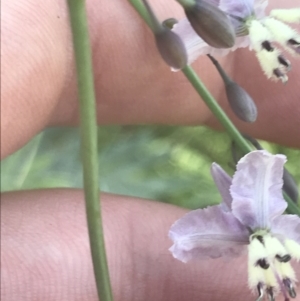 Arthropodium milleflorum at Booth, ACT - 2 Jan 2022 10:16 AM