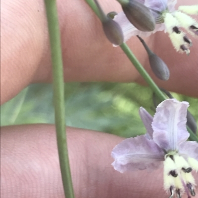 Arthropodium milleflorum (Vanilla Lily) at Booth, ACT - 2 Jan 2022 by Tapirlord