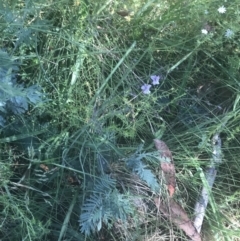 Arthropodium milleflorum at Booth, ACT - 2 Jan 2022 10:16 AM