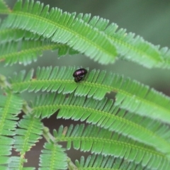 Alticini (tribe) (Unidentified flea beetle) at Pambula Beach, NSW - 3 Jan 2022 by KylieWaldon