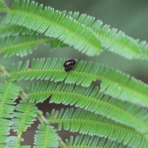 Alticini (tribe) at Pambula Beach, NSW - 3 Jan 2022