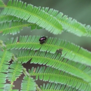 Alticini (tribe) at Pambula Beach, NSW - 3 Jan 2022