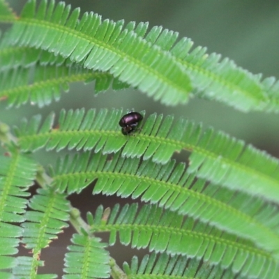 Alticini (tribe) (Unidentified flea beetle) at Pambula Beach, NSW - 2 Jan 2022 by KylieWaldon