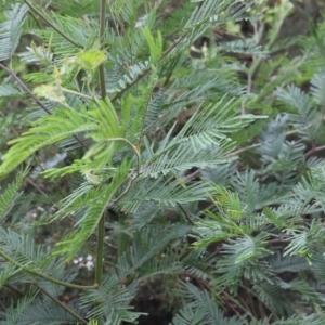 Acacia dealbata subsp. dealbata at Pambula Beach, NSW - 3 Jan 2022