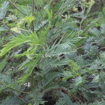 Acacia dealbata subsp. dealbata (Silver Wattle) at Pambula Beach, NSW - 2 Jan 2022 by KylieWaldon