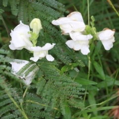 Antirrhinum majus (Snapdragon) at Pambula Beach, NSW - 2 Jan 2022 by KylieWaldon