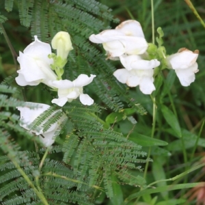 Antirrhinum majus at Pambula Beach, NSW - 3 Jan 2022