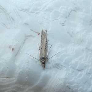 Culladia cuneiferellus at McKellar, ACT - 11 Jan 2022