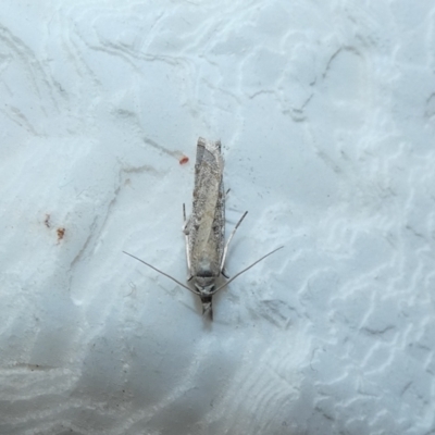 Culladia cuneiferellus (Crambinae moth) at McKellar, ACT - 11 Jan 2022 by Birdy