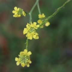 Unverified Other Wildflower or Herb at Pambula Beach, NSW - 3 Jan 2022 by KylieWaldon