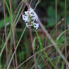 Stackhousia monogyna (Creamy Candles) at Pambula Beach, NSW - 2 Jan 2022 by KylieWaldon