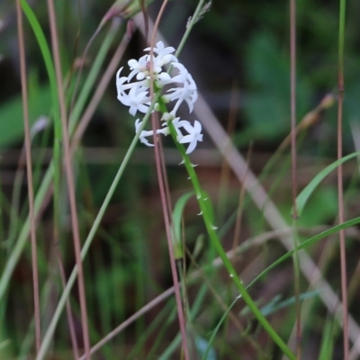 Stackhousia monogyna (Creamy Candles) at Ben Boyd National Park - 3 Jan 2022 by KylieWaldon