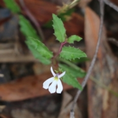 Lobelia purpurascens (White Root) at Ben Boyd National Park - 3 Jan 2022 by KylieWaldon