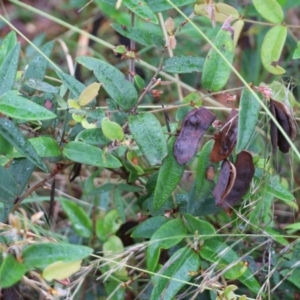 Platylobium formosum at Pambula Beach, NSW - 3 Jan 2022 08:19 AM