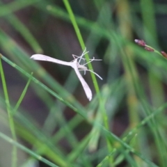 Platyptilia celidotus (Plume Moth) at Ben Boyd National Park - 2 Jan 2022 by KylieWaldon