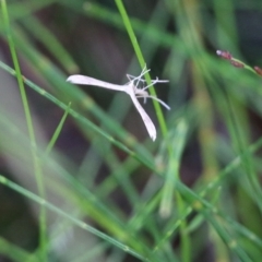 Platyptilia celidotus at Pambula Beach, NSW - 3 Jan 2022 08:20 AM