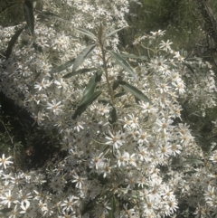 Olearia megalophylla (Large-leaf Daisy-bush) at Booth, ACT - 1 Jan 2022 by Tapirlord