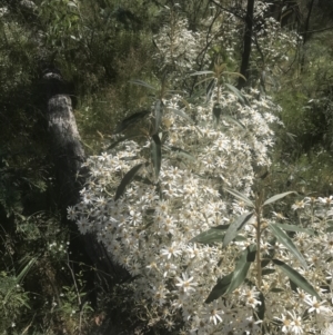 Olearia megalophylla at Booth, ACT - 2 Jan 2022