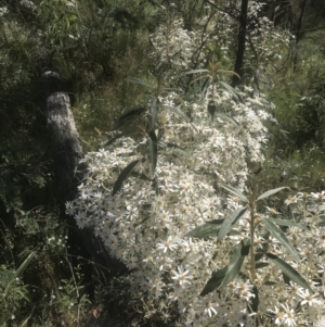 Olearia megalophylla at Booth, ACT - 2 Jan 2022 10:23 AM