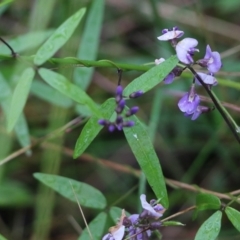 Glycine microphylla (Small-leaf Glycine) at Ben Boyd National Park - 2 Jan 2022 by KylieWaldon