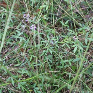 Glycine microphylla at Pambula Beach, NSW - 3 Jan 2022 08:21 AM