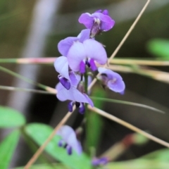 Glycine microphylla at Pambula Beach, NSW - 3 Jan 2022