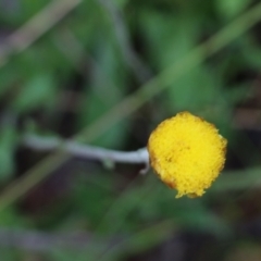 Coronidium scorpioides (Button Everlasting) at Pambula Beach, NSW - 3 Jan 2022 by KylieWaldon