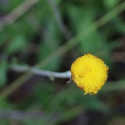 Coronidium scorpioides (Button Everlasting) at Ben Boyd National Park - 2 Jan 2022 by KylieWaldon