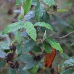 Pomaderris sp. at Ben Boyd National Park - 2 Jan 2022 by KylieWaldon