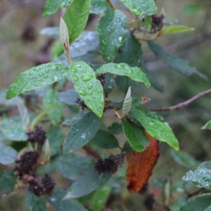 Pomaderris sp. at Pambula Beach, NSW - 3 Jan 2022