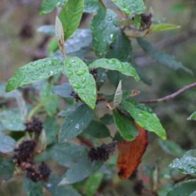 Pomaderris sp. at Pambula Beach, NSW - 2 Jan 2022 by KylieWaldon