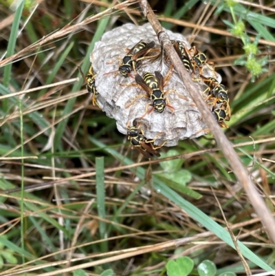 Polistes (Polistes) chinensis (Asian paper wasp) at Griffith Woodland - 11 Jan 2022 by AlexKirk