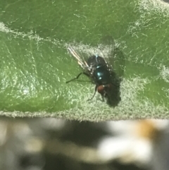 Unverified True fly (Diptera) at Booth, ACT - 2 Jan 2022 by Tapirlord