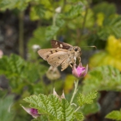 Trapezites eliena (Orange Ochre) at Mount Clear, ACT - 4 Jan 2022 by RAllen