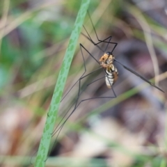 Unidentified Crane fly, midge, mosquito or gnat (several families) at Pambula Beach, NSW - 2 Jan 2022 by KylieWaldon