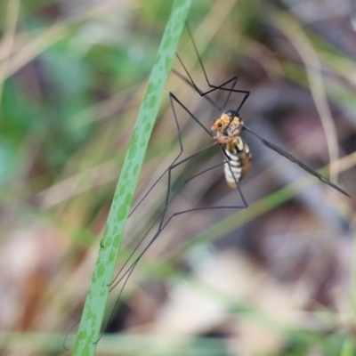 Unidentified Crane fly, midge, mosquito or gnat (several families) at Pambula Beach, NSW - 2 Jan 2022 by KylieWaldon