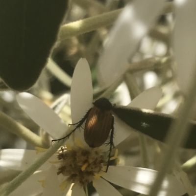 Phyllotocus sp. (genus) (Nectar scarab) at Namadgi National Park - 1 Jan 2022 by Tapirlord